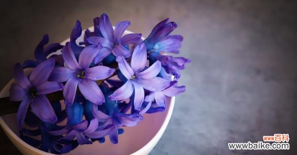 揭开水色风信子的神秘面纱，解读它背后的含义 水色风信子的花语与寓意