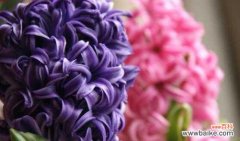 揭开水色风信子的神秘面纱，解读它背后的含义 水色风信子的花语与寓意