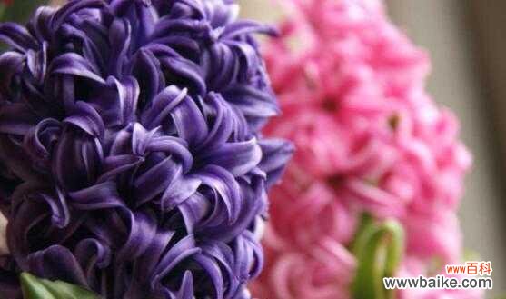 揭开水色风信子的神秘面纱，解读它背后的含义 水色风信子的花语与寓意