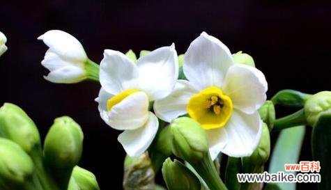 探索水仙花的寓意与象征 水仙花的花语与意义