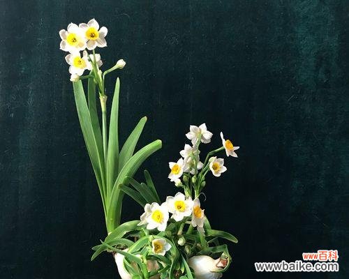 美丽的花朵中蕴含的深刻寓意 水仙花的寓意和象征意义