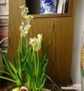 美丽的花朵中蕴含的深刻寓意 水仙花的寓意和象征意义