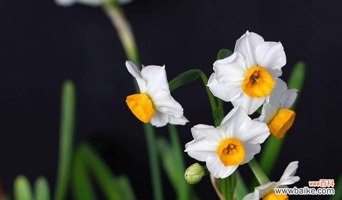美丽的花朵中蕴含的深刻寓意 水仙花的寓意和象征意义