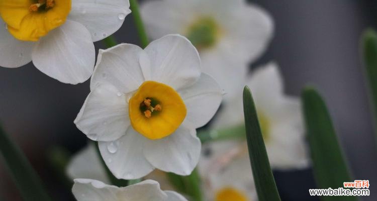 探寻水仙花的意义与传说 水仙花的花语与象征意义