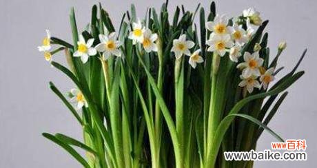 美丽与纯洁的象征——水仙花 水仙花的寓意与象征意义