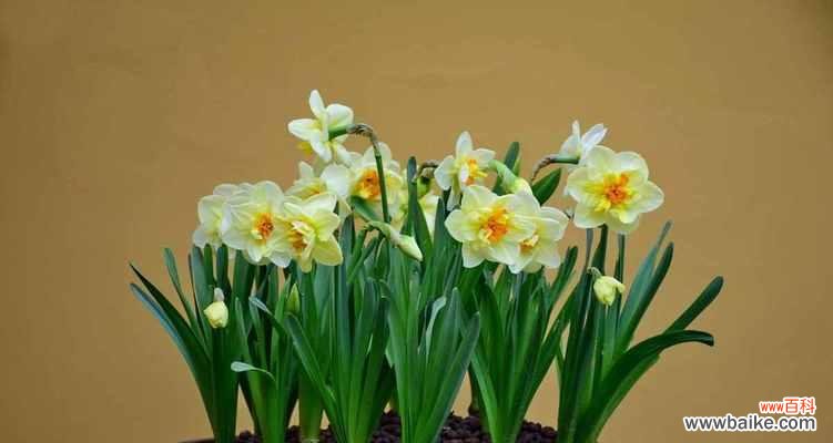 美丽与纯洁的象征——水仙花 水仙花的寓意与象征意义