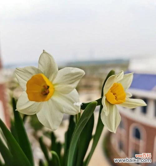 传递祝福与喜悦，送给这些人最适合 水仙花的花语及寓意