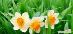传递祝福与喜悦，送给这些人最适合 水仙花的花语及寓意
