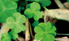 揭示四叶草的意义与寓意 四叶草