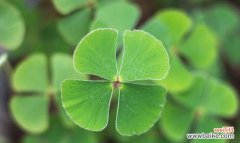 四叶草 四叶草的爱情象征与启示