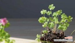 寻找幸福的秘密 四叶草