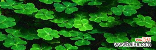 揭秘四叶草的神奇力量 四叶草花语与寓意