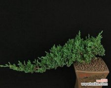 松柏树——坚韧不拔的象征 松柏树的象征意义及其在文化中的重要性