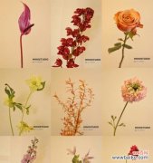 探寻松虫草花语的深意 松虫草的花语