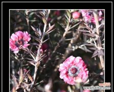 唤醒内心的勇气与温暖 松红梅花语之美