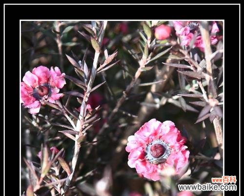 唤醒内心的勇气与温暖 松红梅花语之美