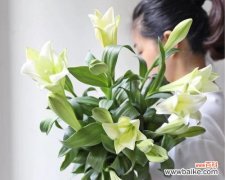 以送白百合花表达心意的深远含义 白百合花的象征意义和寓意