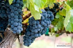 葡萄有什么营养和功效，有什么好处