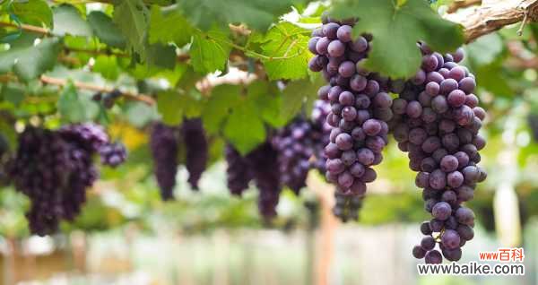 葡萄有什么营养和功效,有什么好处