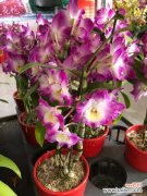 石斛怎么泡水，如何辨别真假