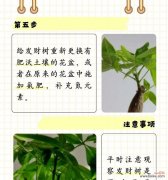 植物发黄是缺水还是病害？如何正确处理？
