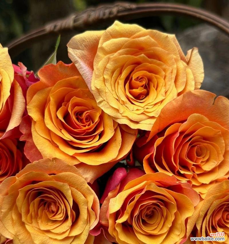 哪种花的花语代表热情？热情的花语有哪些？