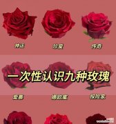 老人送大玫瑰花有何寓意？大玫瑰花在传统中象征着什么？