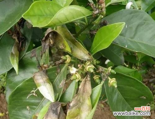 百合灰霉病的处理方法和预防措施是什么？