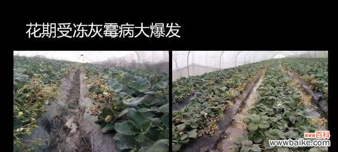 百合灰霉病的处理方法和预防措施是什么？