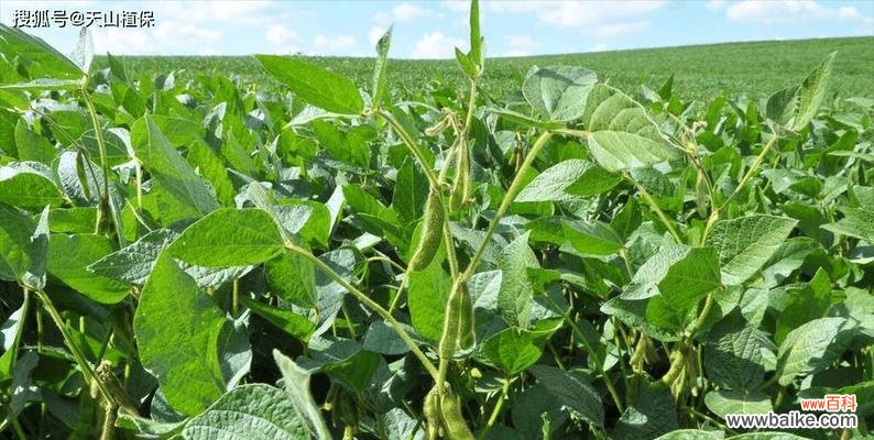 豆子使用农药有哪些禁忌？