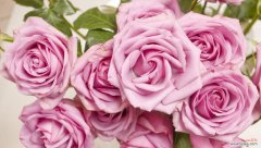 送你玫瑰花的含义是什么？表达什么样的情感？