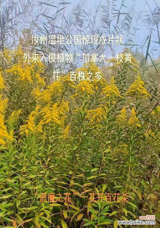 哪种花象征恶魔？这种花的寓意有何历史或文化背景？