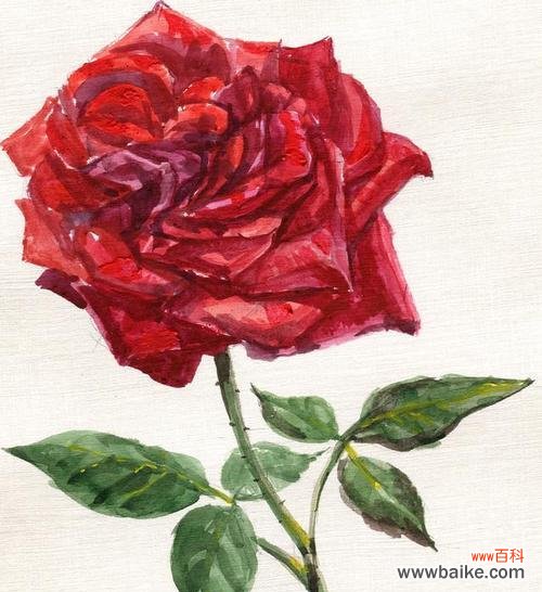 狼头咬玫瑰花在艺术或文化中有什么象征意义？