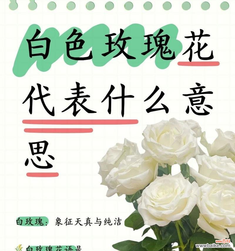 玫红色玫瑰花代表什么？它的寓意是什么？