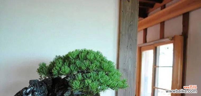 缺一个盆栽代表了什么？盆栽在风水中有何意义？