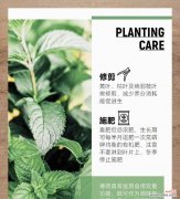 购买薄荷盆栽的含义是什么？