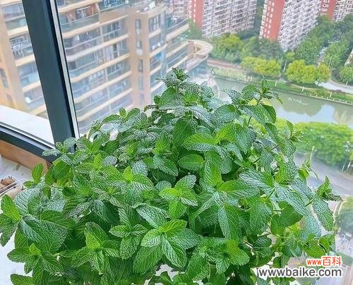 购买薄荷盆栽的含义是什么？