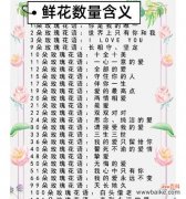 表达思念情感的花有哪些？