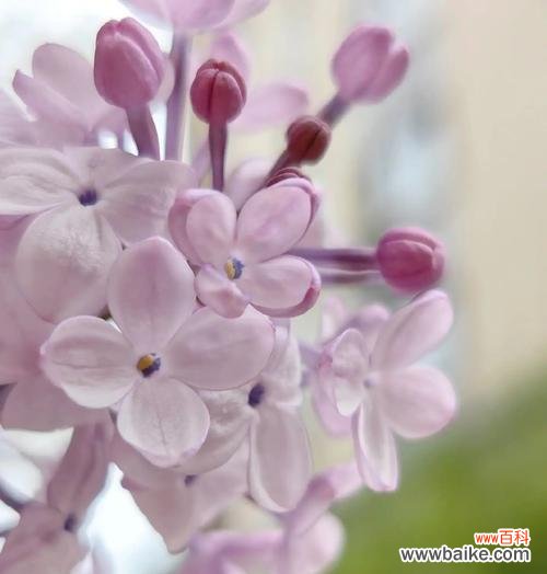 表达思念情感的花有哪些？