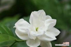 茉莉拿玫瑰花的象征意义是什么？它在爱情中传递了哪些信息？