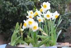 水仙花的花语及寓意 水仙花