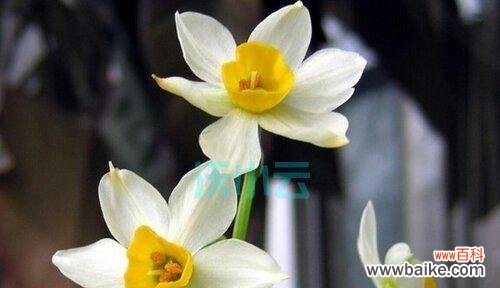 揭示水仙花的传统象征意义与文化内涵 中国水仙花语探秘