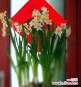 揭示水仙花的传统象征意义与文化内涵 中国水仙花语探秘