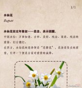 探寻水仙花的美丽与神秘 水仙花的象征意义与寓意
