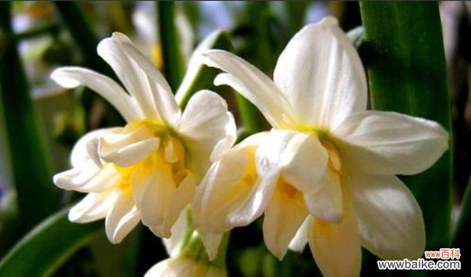 水仙花之于人生的启示与寓意 水仙花的象征意义及其美丽之魅力
