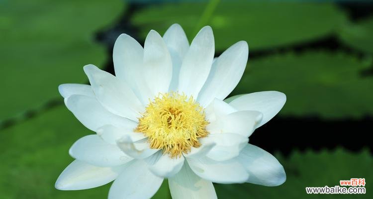 探寻睡莲的花语和象征意义，解读花朵中的秘密 睡莲的花语与寓意