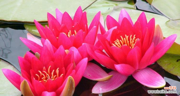 探寻睡莲的花语和象征意义，解读花朵中的秘密 睡莲的花语与寓意