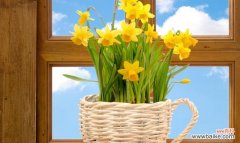 探寻水仙花在文化与艺术中的卓越地位 水仙花的象征意义与传承