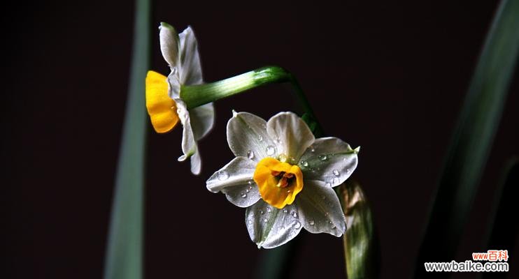 水仙花 水仙花的寓意与象征——凝固的爱与纯洁的心灵