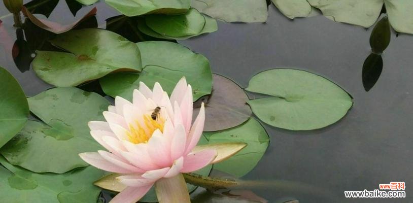 唤醒内心宁静的美丽神秘 睡莲的花语与象征意义